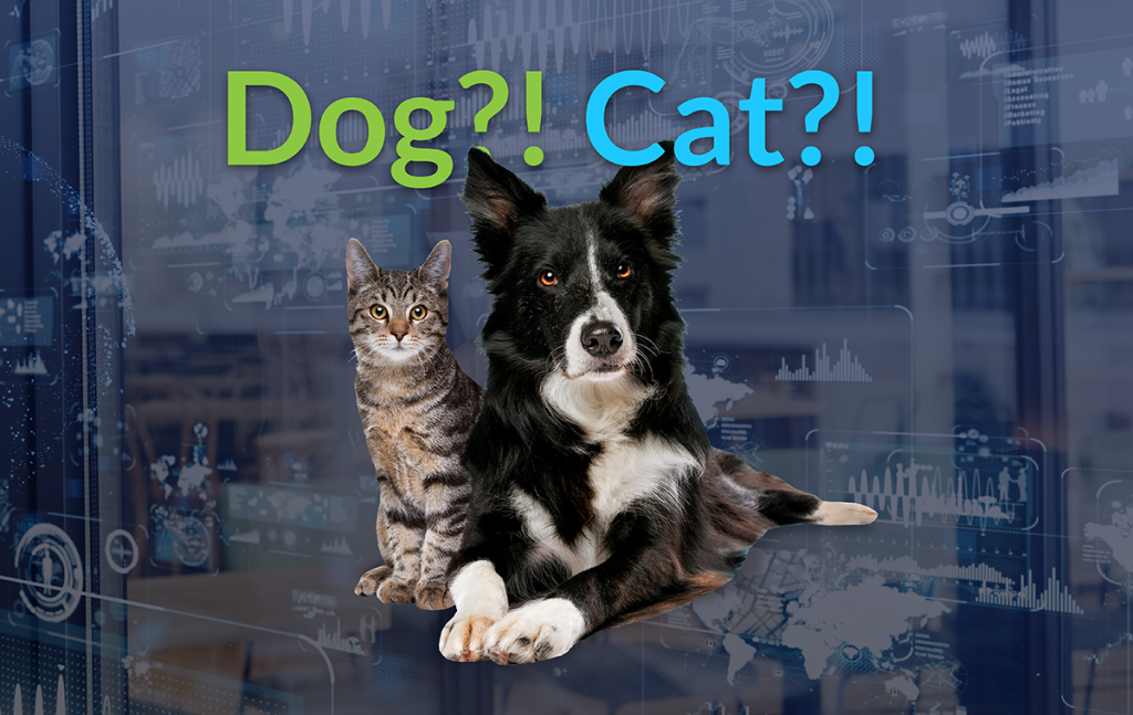 An image of cat and dog